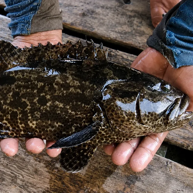Grouper Fish (Cantik/Cantang)
